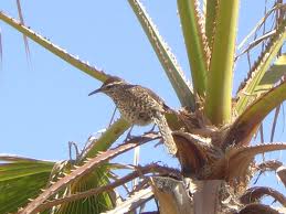 Cactus Wren